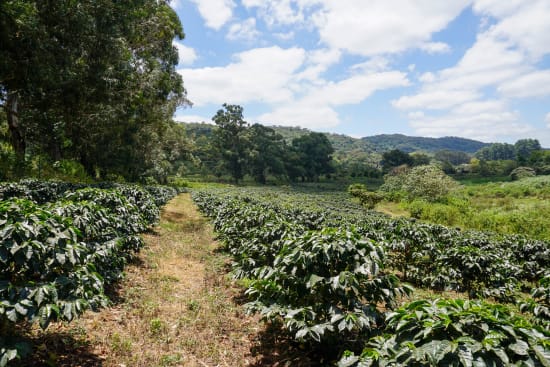 Tanzania Peaberry